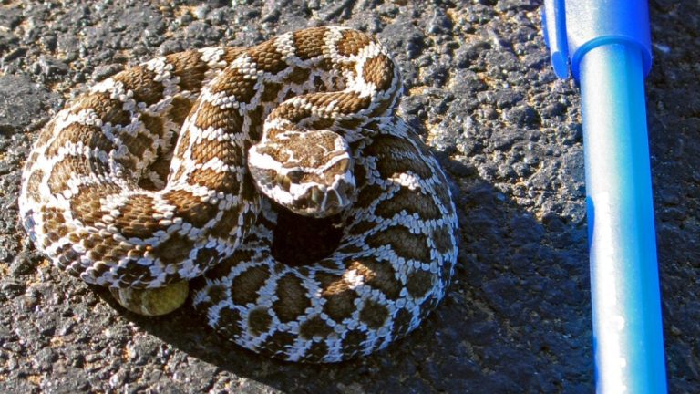 Here are a few options for a formal title, depending on the specific context:
A Correction Regarding Common Misconceptions About Baby Rattlesnakes
Debunking Prevalent Myths Concerning Juvenile Rattlesnakes
An Analysis of Misconceptions Regarding the Venom/Behavior of Juvenile Rattlesnakes
The most direct/professional choice is:
Correcting Misconceptions Regarding Juvenile Rattlesnakes