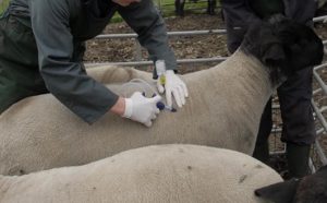 Here are a few options for a formal rewrite, depending on your focus:
Bluetongue Virus: Essential Facts and Guidance for Producers
Addressing Misinformation Regarding Bluetongue: A Guide for Farmers
Bluetongue Disease: Clarifying Key Facts for the Agricultural Community
The first option is generally considered the most professional and standard for industry news.