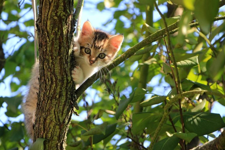 Police Refute Cat Theft Allegations and Denounce Misinformation